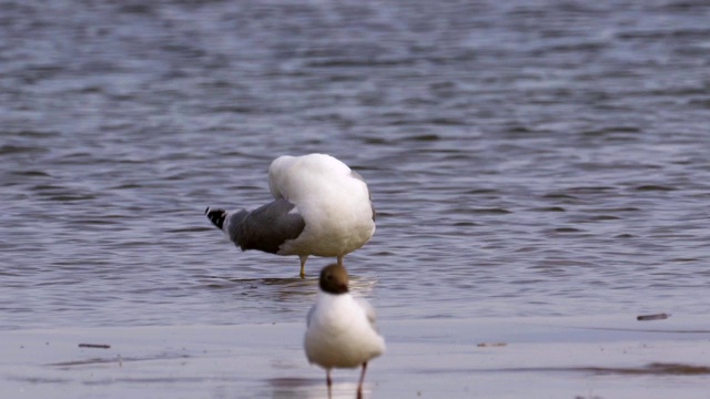 草原鸥(Larus cachinnans)站在浅水中休息。视频素材