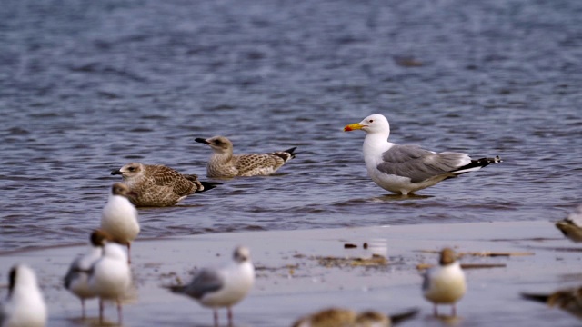 鸟草原鸥(Larus cachinnans)与成年雏鸟站在浅水休息。视频素材