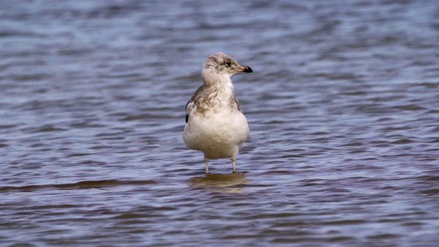 年轻的草原海鸥(Larus cachinnans)站在浅水中，清洁自己的羽毛。视频素材