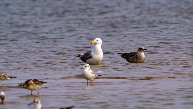 鸟草原鸥(Larus cachinnans)与成年雏鸟站在浅水休息。视频素材