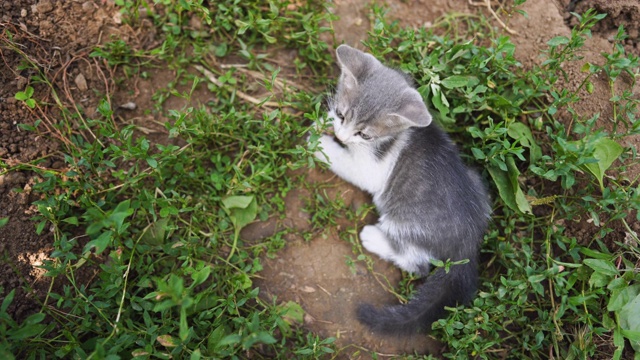 草丛中顽皮的流浪小猫视频素材