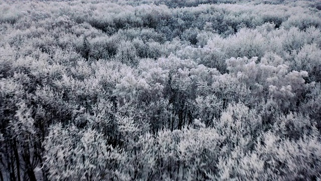 冰冻森林鸟瞰图。视频素材