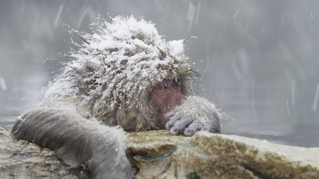 雪花落在日本猕猴身上，近距离观察视频素材画面1