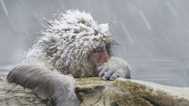 雪花落在日本猕猴身上，近距离观察视频素材画面2