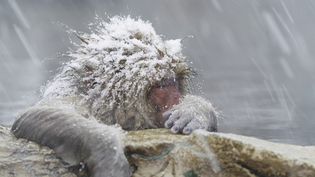 雪花落在日本猕猴身上，近距离观察视频素材画面3