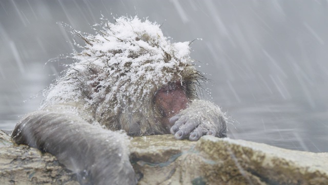 雪花落在日本猕猴身上，近距离观察视频素材画面4