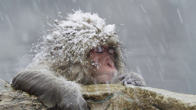 近距离观看，雪花落在日本猕猴身上视频素材画面1