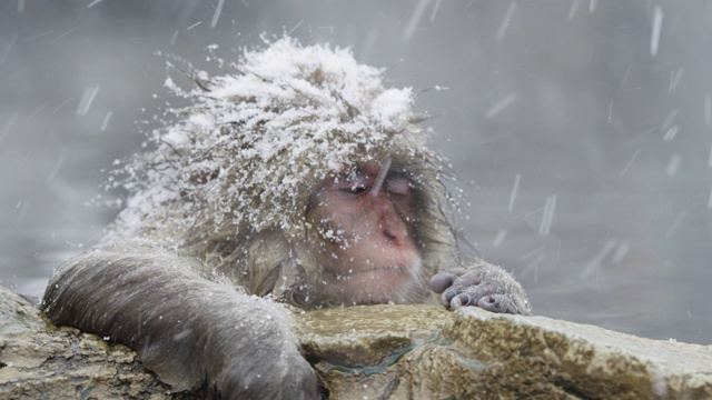近距离观看，雪花落在日本猕猴身上视频素材画面3