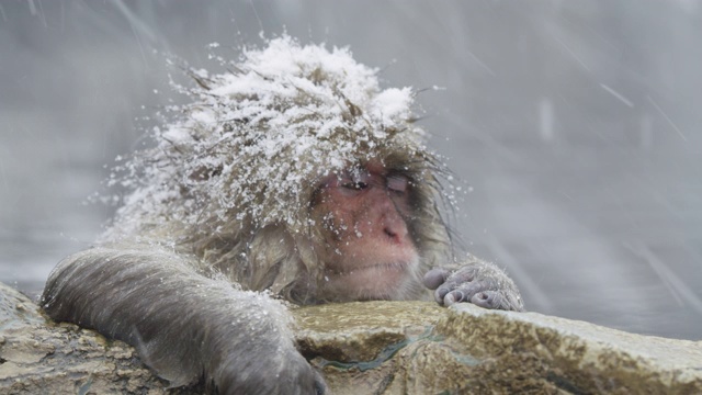 近距离观看，雪花落在日本猕猴身上视频素材画面4