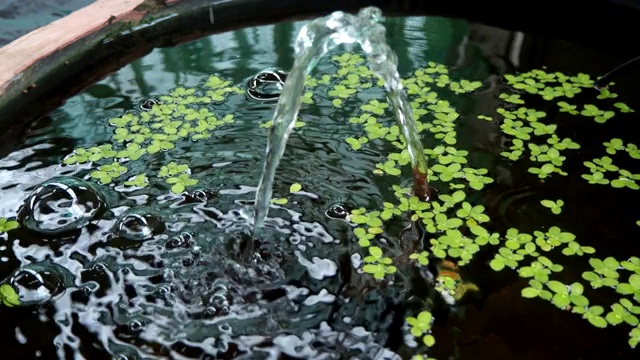 水生植物漂浮在水面上视频素材