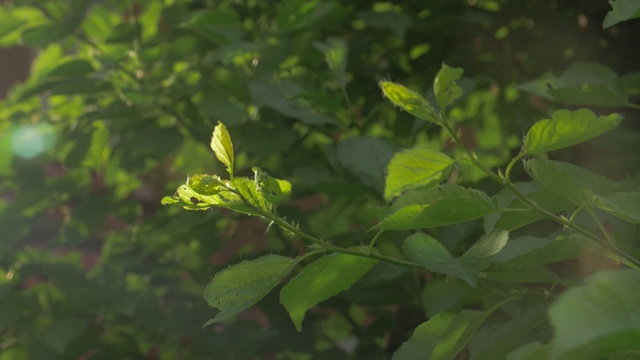 阳光的树叶发芽视频素材