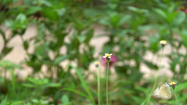 慢镜头蝴蝶和花在花园里视频素材