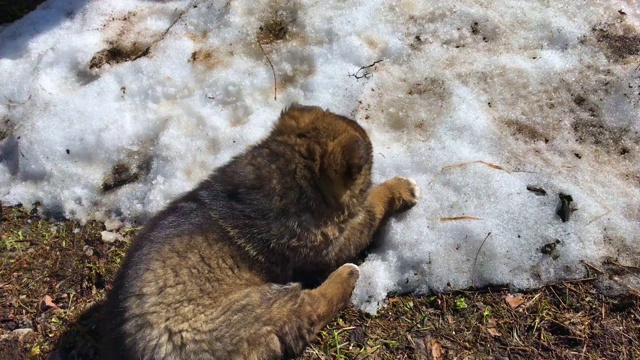 一只高加索牧羊犬的小狗在融化的雪上玩耍视频素材