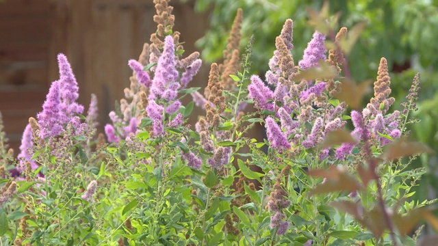 日本绣线菊在夏季花园中开花的灌木花园里开花的柳草(绣线菊)的特写视频素材