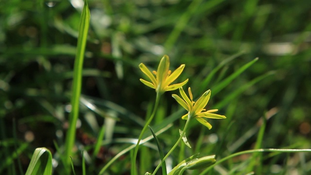 黄色的小春花在草里视频素材