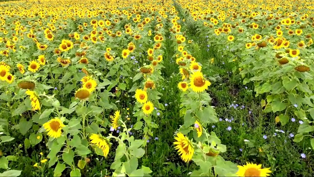 飞过成熟的向日葵田视频素材