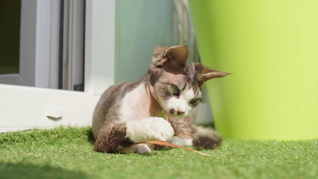 特写小猫躺在草地上玩耍视频素材