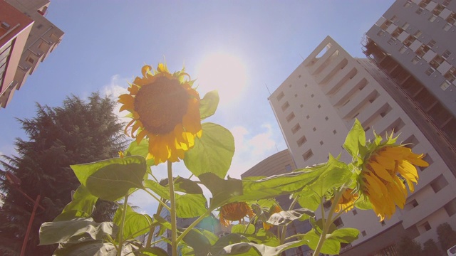 向日葵盛开在城市建筑的山谷中视频素材画面3