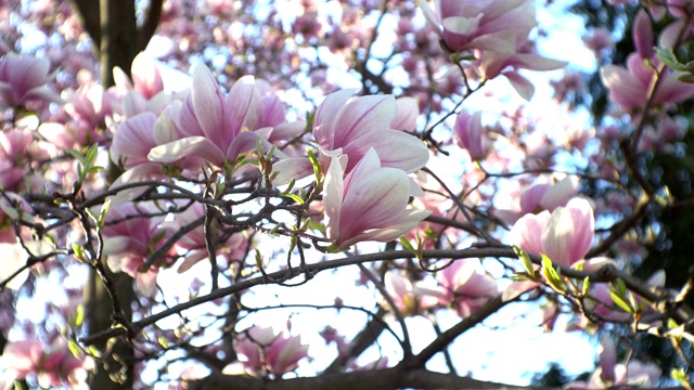 木兰在枝上开花视频素材