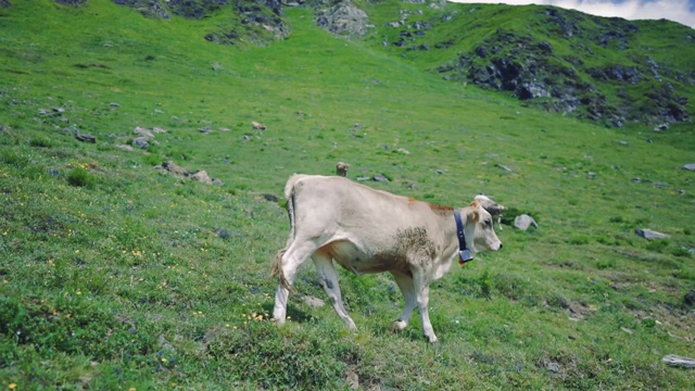 一群在瑞士高山草地上吃草的4K牛。视频素材