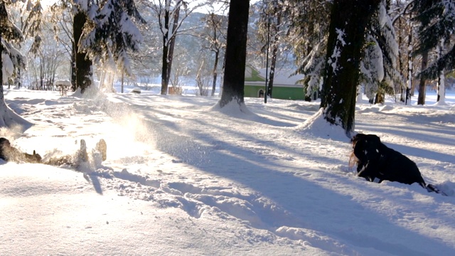 快乐的夫妇在冬天的森林里打雪仗和玩雪视频素材