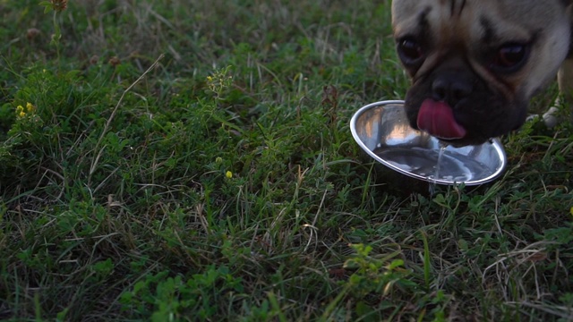 一只法国斗牛犬在室外喝碗里的水。照顾宠物。Slowmotion。视频素材