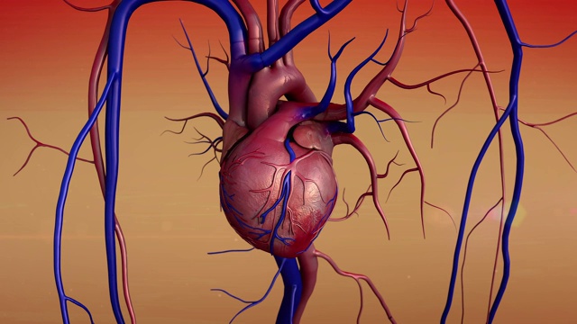 人体心脏模型和血管视频素材