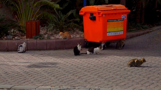 饥饿的流浪猫坐在垃圾桶旁边视频素材