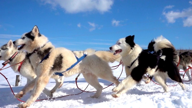 由狗驾驭的哈士奇犬和人一起拉雪橇，慢动作，视频循环播放视频素材