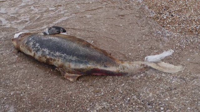 海岸上死去的小海豚。地球野生动物，环境污染，生态灾难。死去的动物视频素材