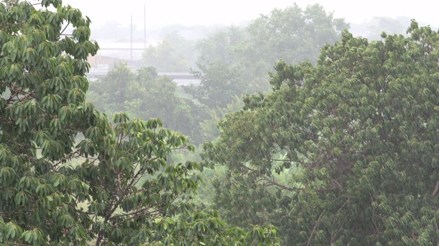 雨季以热带树木为背景视频素材