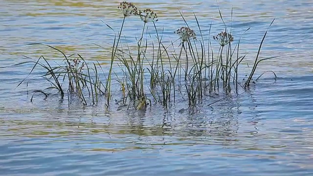 水植物波河背景视频素材