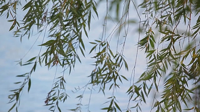 水植物波河背景视频素材