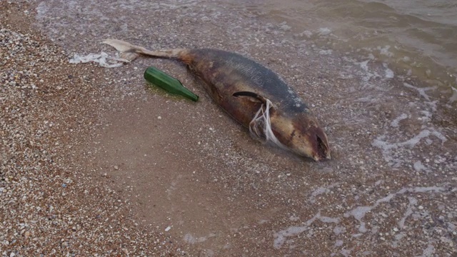 在海浪的背景下，一只死去的海豚躺在热带海滩的塑料堆中。地球野生动物，环境污染，生态灾难视频素材