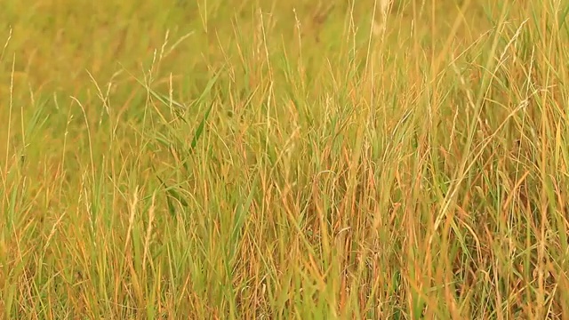 明亮的黄色草地上的秋天的草视频素材