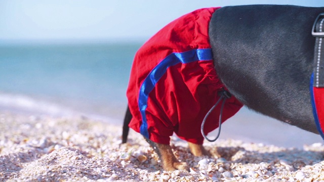 肖像犬是腊肠犬品种，黑棕相间，身穿红蓝色救生员服，戴着红色太阳镜，在沙滩上迎着大海视频素材