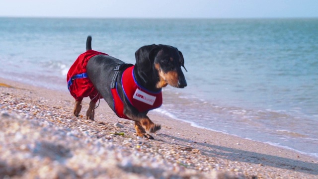 黑棕相间的腊肠犬，身穿红蓝色救生员服，在沙滩上迎着大海慢镜头奔跑视频素材