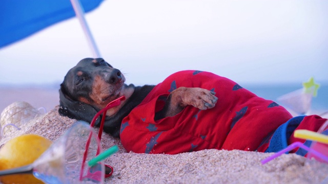 可爱的胖胖的腊肠犬，黑色和棕褐色，躺在海边的沙滩上晒太阳，戴着红色的太阳镜和椰子鸡尾酒视频素材