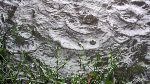 大滴大滴的雨水滴入水中。雨在河。岸上长着绿色的植物。关闭了。4 k。视频素材