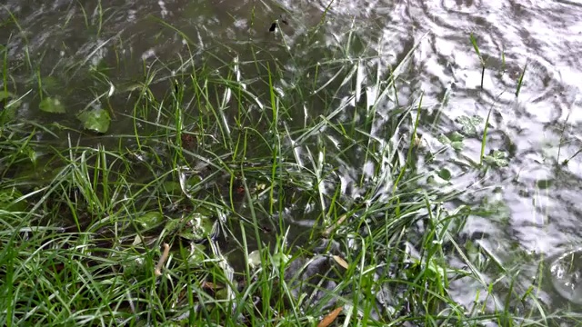 草坪上的草在雨中被水淹了。阴沉沉的秋日，城里下着雨。关闭了。前视图。4 k。视频素材