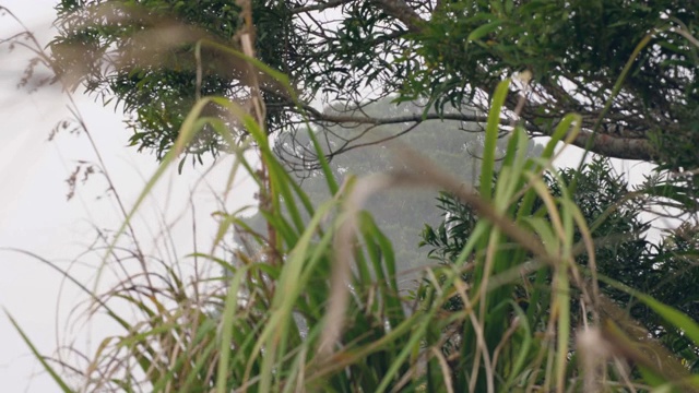 野生的绿草和树木在空气和白雾的吹拂下平稳地摆动。视频素材