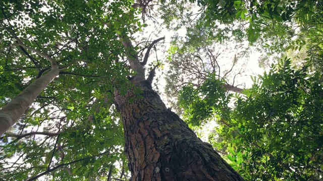 一名徒步旅行者在徒步旅行中触摸和查看森林里的一棵大树的树皮。视频素材