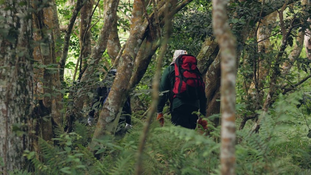 一群徒步旅行者背包客徒步旅行在热带森林度假。视频素材