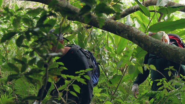 两个徒步旅行者穿过树林里的树枝，寻找路径。视频素材