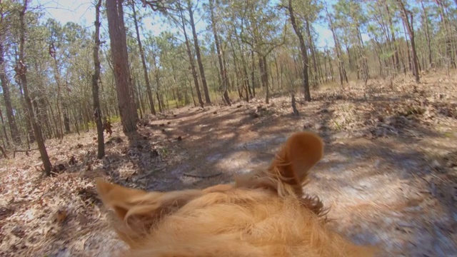 一只金毛猎犬在森林里全速奔跑。视频素材