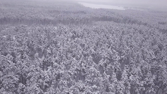 冬天的森林里，松树上覆盖着白雪。无人机从上面拍下的视频素材