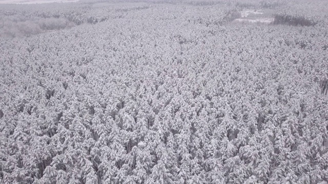 冬天的森林里，松树上覆盖着白雪。无人机从上面拍下的视频素材