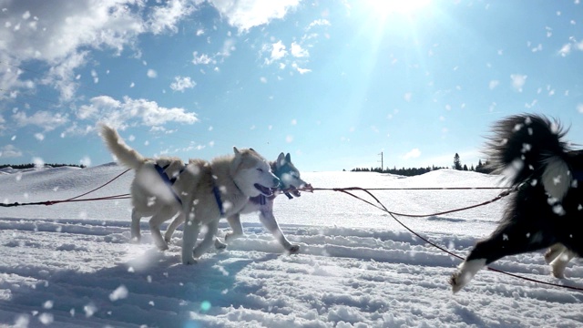 由狗驾驭的哈士奇犬和人一起拉雪橇，慢动作，视频循环播放视频素材