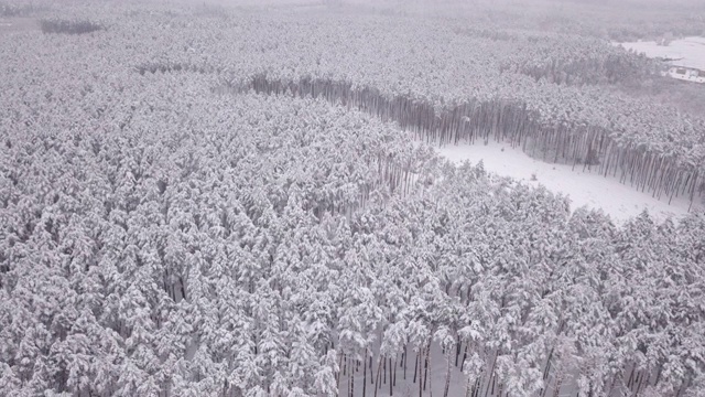 冬天的森林里，松树上覆盖着白雪。无人机从上面拍下的视频素材