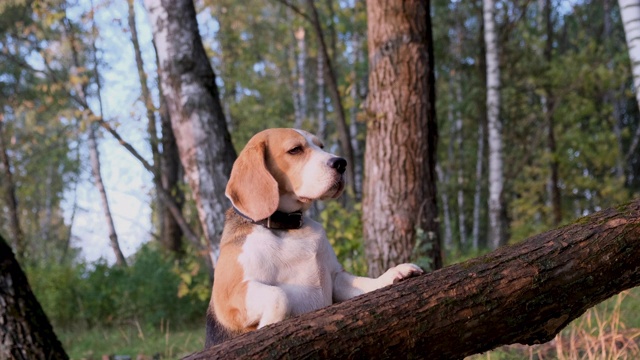 比格尔犬用后腿站立在秋天的公园里视频素材